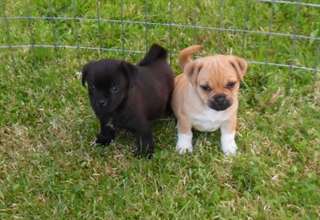 Chiots Mini Jrt X Pug