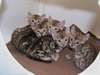 3 chatons Savannah pour adoption  J'ai 3 beaux cha - photo 1