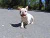 Chiots bulldog français  Chiots bulldog français à - photo 1