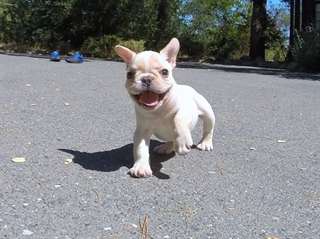 Chiots bulldog français  Chiots bulldog français à