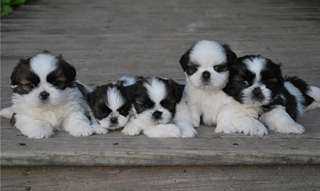 BEAUX CHIOTS SHIH TZU POUR ADOPTION  Magnifiques C