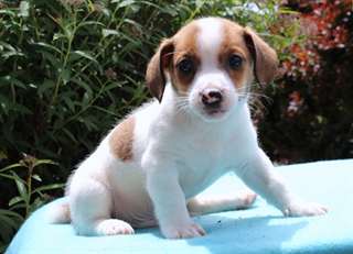 chiots jack russel disponible pour adoption  chiot