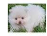 chiots spitz poméranien nain - photo 2
