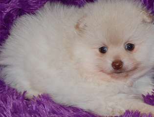 chiots spitz poméranien nain