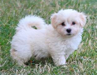 Adoption chiot bichon havanais