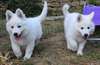 disponibles magnifiques bébés berger blanc suiss - photo 4