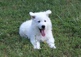 disponibles magnifiques bébés berger blanc suiss