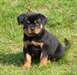 Chiot type Rottweiler LOF a donner - photo 1