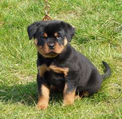 Chiot type Rottweiler LOF a donner