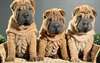 Disponible  jolis chiots shar pei - photo 1