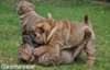 Disponible  jolis chiots shar pei - photo 2