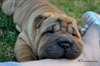 Disponible  jolis chiots shar pei - photo 3