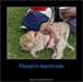 Disponible  jolis chiots shar pei - photo 4