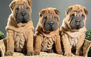 Disponible  jolis chiots shar pei