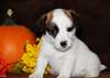Chiot Jack Russell - photo 2