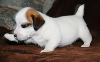 Chiot Jack Russell