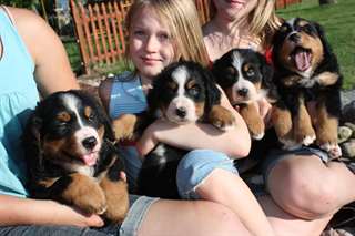 chiot Bouvier Bernois garcon et fille
