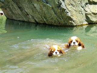 magnifiques Chiots disponible