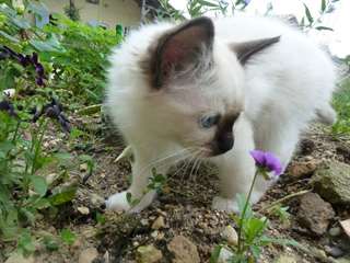 sacre de birmanie