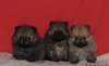 superbes chiots spitz nain allemand - photo 1