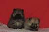 superbes chiots spitz nain allemand - photo 2