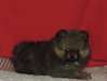 superbes chiots spitz nain allemand - photo 3