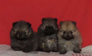 superbes chiots spitz nain allemand