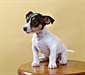 Pure-bred Jack Russell Terrier - photo 1