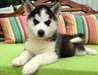 Chiots husky sib&#233;rien masculins et f&#233;minins pour a - photo 1