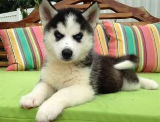 Chiots husky sib&#233;rien masculins et f&#233;minins pour a