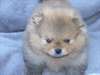 Magnifiques chiots spitz nain allemand - photo 2