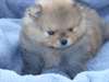 Magnifiques chiots spitz nain allemand - photo 3