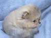 Magnifiques chiots spitz nain allemand - photo 4