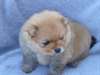 Magnifiques chiots spitz nain allemand - photo 5