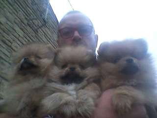 Magnifiques chiots spitz nain allemand