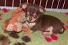 tres jolie puce chihuahua chocolat - photo 1