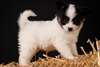 CHIOTS PAPILLON DISPONIBILE POUR ADOPTION - photo 1
