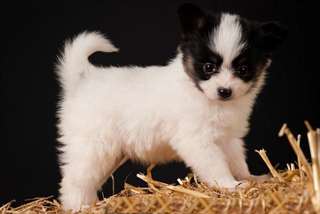 CHIOTS PAPILLON DISPONIBILE POUR ADOPTION