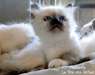 chatons sacre de birmanie disponibles - photo 2