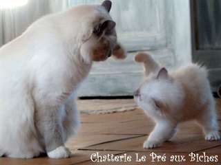 chatons sacre de birmanie disponibles