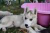 disponible chiots husky sibérien - photo 2