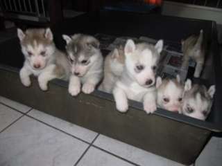 disponible chiots husky sibérien