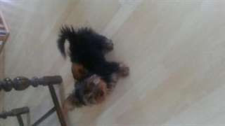 Mini yorkshire disponible  872-216-3104