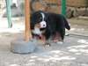 chiot Bouvier bernois disponible de suite - photo 4