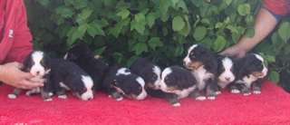 chiot Bouvier bernois disponible de suite