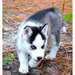 Magnifiques chiots husky de siberien - photo 1