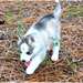 Magnifiques chiots husky de siberien - photo 1