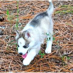 Magnifiques chiots husky de siberien