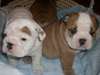 Chiots bulldog anglais LOF - photo 1