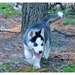 Magnifiques chiots husky de siberien - photo 1